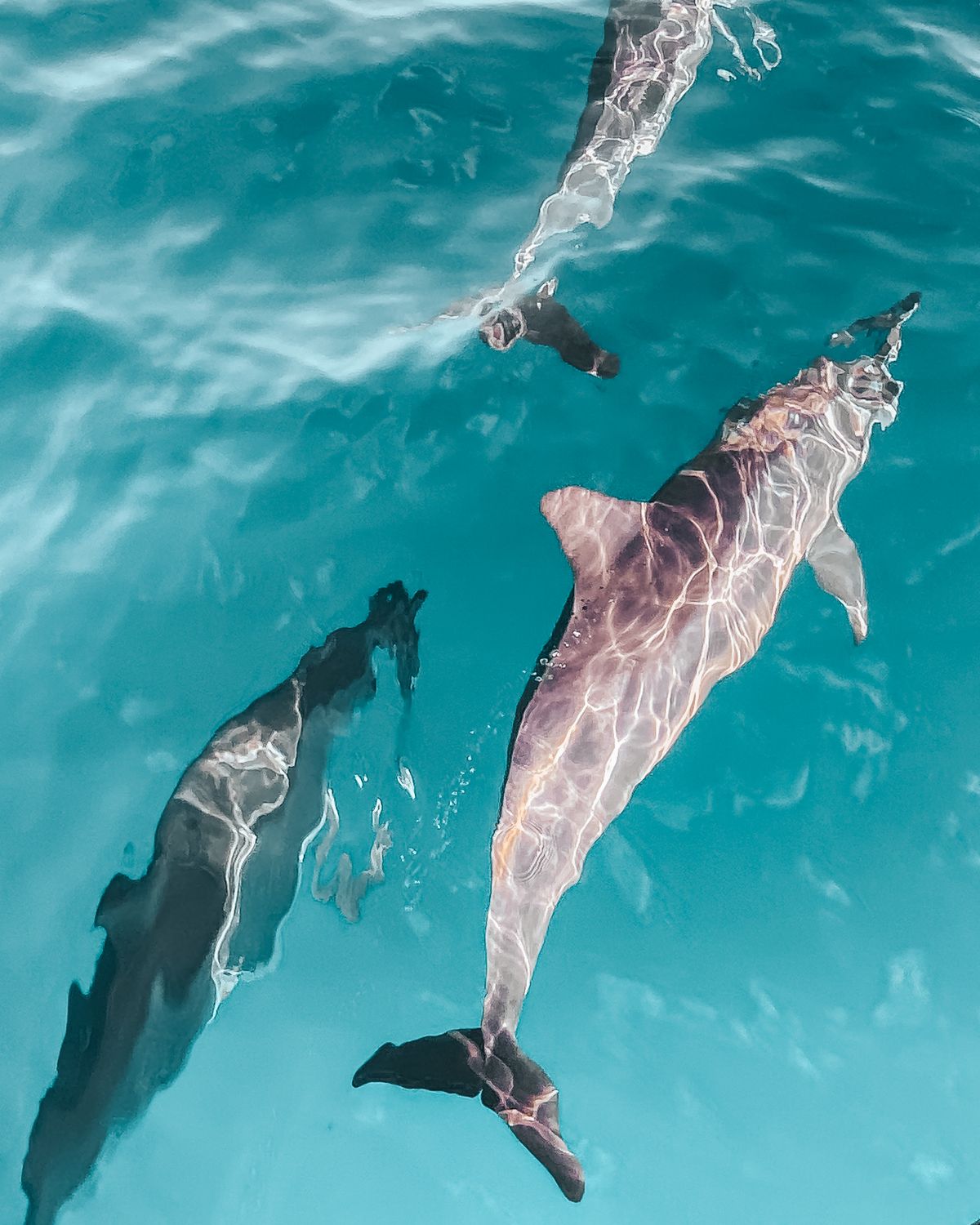 Nuotata con i delfini